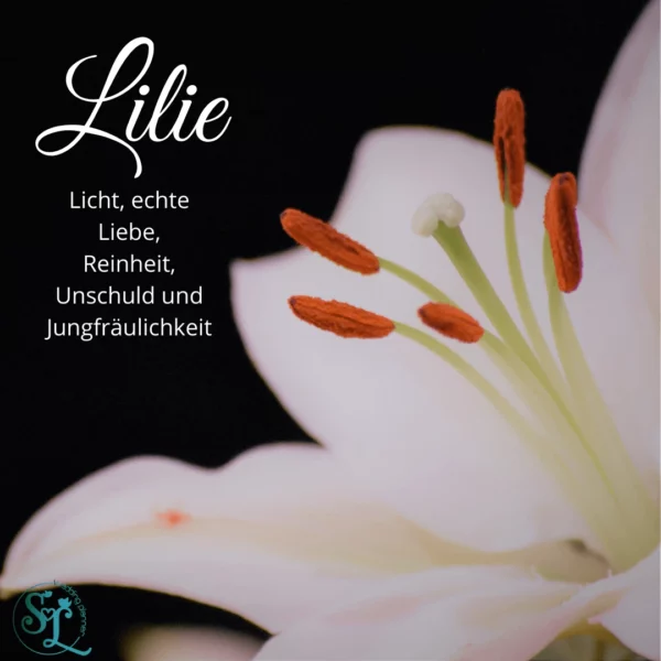 Nahaufnahme einer weißen Lilie mit orangefarbenen Staubblättern vor schwarzem Hintergrund. Text: ‚Lilie – Licht, echte Liebe, Reinheit, Unschuld und Jungfräulichkeit‘.