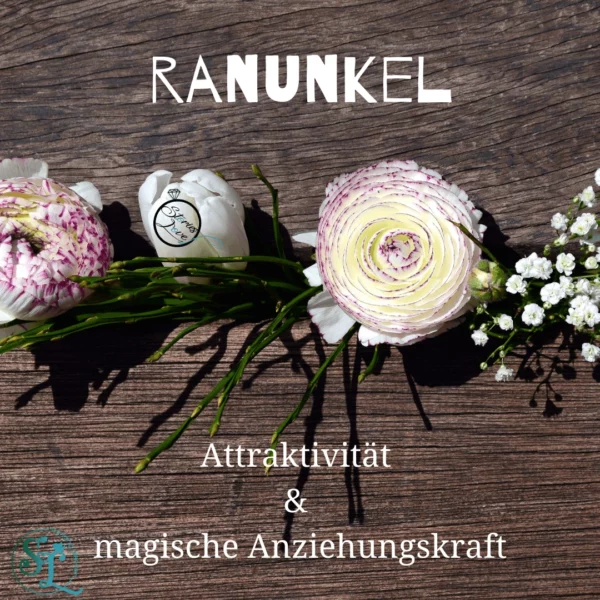 Ranunkeln in Weiß und Rosa auf einer Holzoberfläche, begleitet von Text: ‚Ranunkel – Attraktivität & magische Anziehungskraft‘.